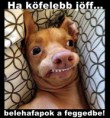/album/kepgaleria-kezdolap1/kutya-vicces-eu-jpg/